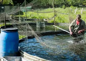 Piscicultura brasileira fecha 2025 com US$ 60 milhões em exportações
