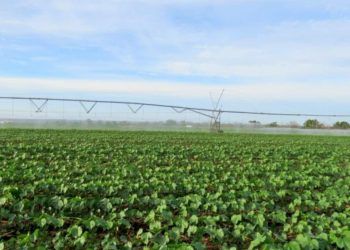 Plantio do algodão é autorizado na Região 4 de Goiás após fim do vazio sanitário 6 Plantio do algodão é autorizado na Região 4 de Goiás após fim do vazio sanitário