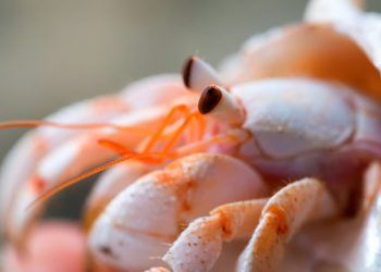 Portaria define início da pesca do camarão-rosa no litoral norte do RS
