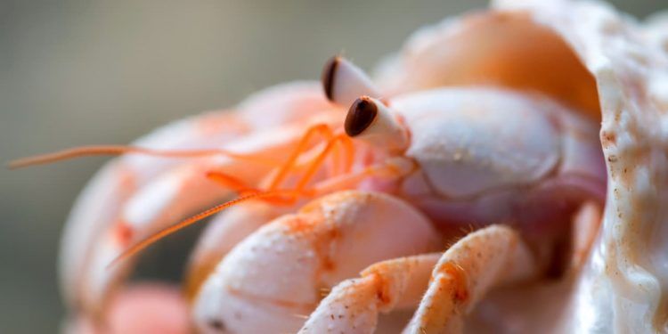 Portaria define início da pesca do camarão-rosa no litoral norte do RS 1 Portaria define início da pesca do camarão-rosa no litoral norte do RS