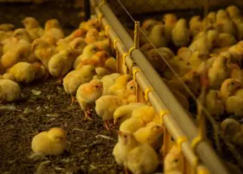 Prazo para envio da Declaração de Biosseguridade avícola termina em 31 de janeiro em Goiás