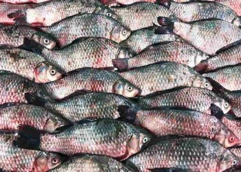 Pressão do setor do agro leva à suspensão de lista de espécies exóticas; entenda 6 Pressão do setor do agro leva à suspensão de lista de espécies exóticas; entenda