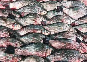 Pressão do setor do agro leva à suspensão de lista de espécies exóticas; entenda