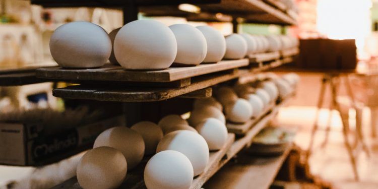 Produção de ovos em São Paulo cresce 7% e exportações sobem 19% em 2025 1 Produção de ovos em São Paulo cresce 7% e exportações sobem 19% em 2025