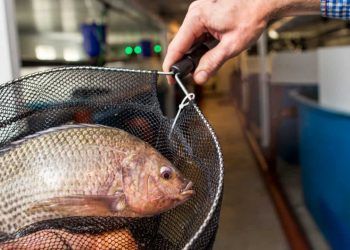 Produção de tilápia no reservatório da Usina Hidrelétrica de Itaipu