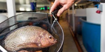 Produção de tilápia no reservatório da Usina Hidrelétrica de Itaipu