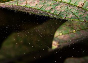 Safra 2025/2026 registra aumento de casos de ferrugem-asiática da soja