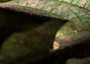 Safra 2025/2026 registra aumento de casos de ferrugem-asiática da soja