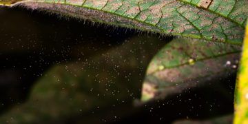 Safra 2025/2026 registra aumento de casos de ferrugem-asiática da soja