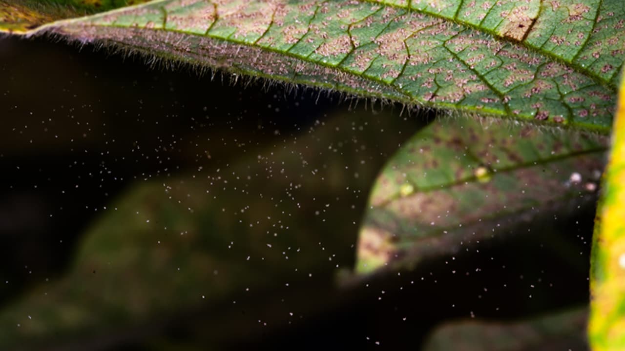 Safra 2025/2026 registra aumento de casos de ferrugem-asiática da soja