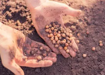 Semeadura da soja enfrenta falhas e eleva custos na safra 2025/26, aponta CNA