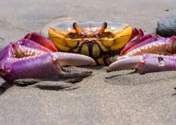 Sistema digital passa a ser testado na cadeia produtiva do caranguejo-uçá no Maranhão