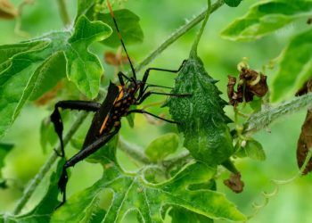 Surto de Chagas acende alerta sanitário na Região Metropolitana de Belém 6 Surto de Chagas acende alerta sanitário na Região Metropolitana de Belém