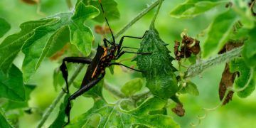 Surto de Chagas acende alerta sanitário na Região Metropolitana de Belém