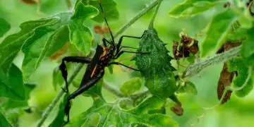 Surto de Chagas acende alerta sanitário na Região Metropolitana de Belém