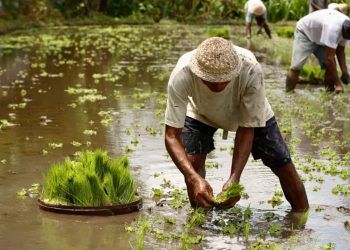 Variedades de arroz liberam níveis semelhantes de gás de efeito estufa, aponta estudo