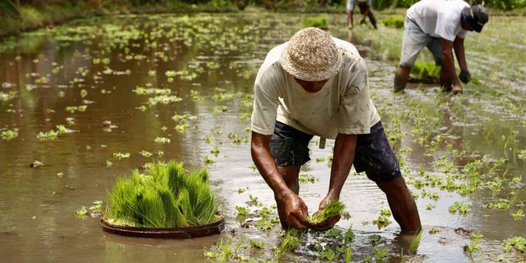 Variedades de arroz liberam níveis semelhantes de gás de efeito estufa, aponta estudo 1 Variedades de arroz liberam níveis semelhantes de gás de efeito estufa, aponta estudo