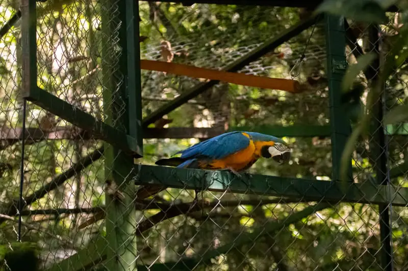 Araras