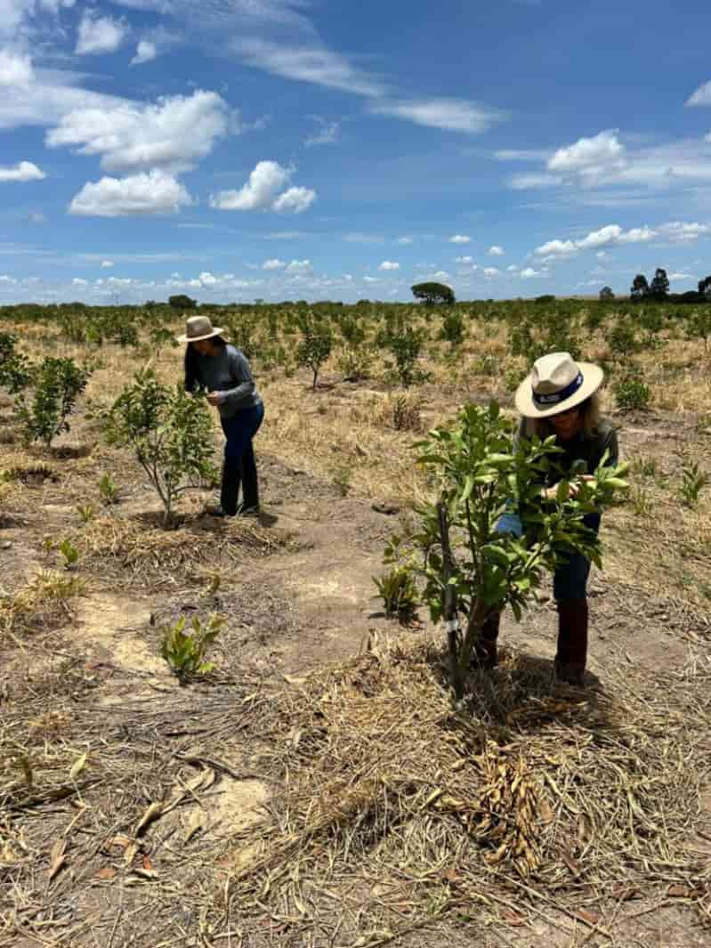 canco citrico em goias