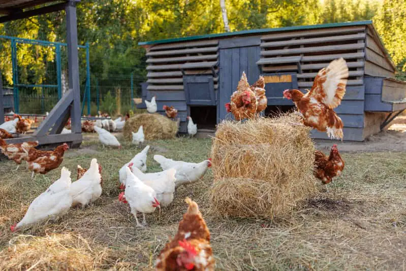 Criação de galinhas caipiras
