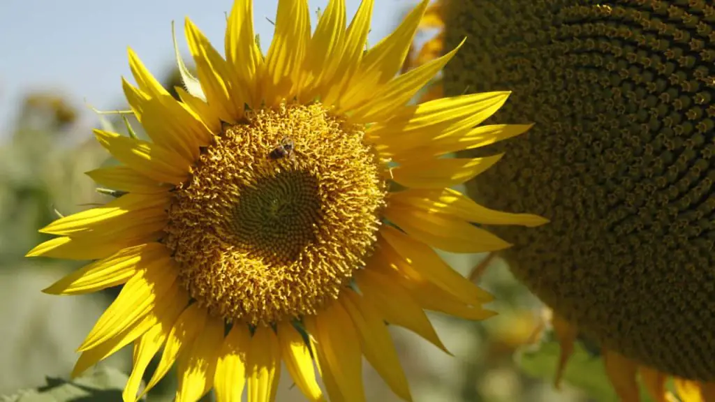 Produção de grãos em Goiás registra recordes e pecuária mantém crescimento 2 Girassol