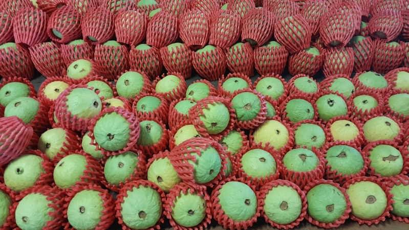 luz ultravioleta de goiaba