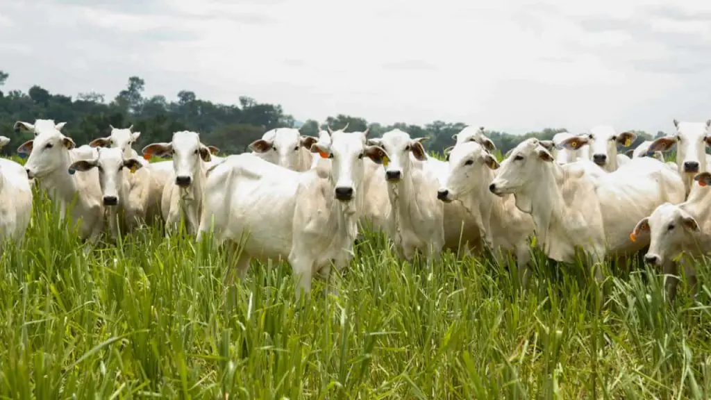 Produção de grãos em Goiás registra recordes e pecuária mantém crescimento 3 pecuária