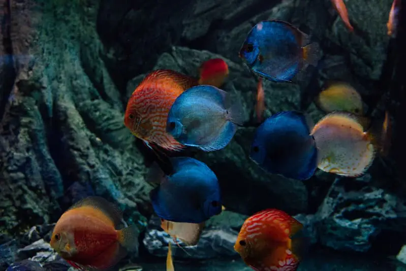 Peixes ornamentais