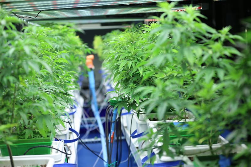 Anvisa define regras para produção de cannabis medicinal no Brasil 3 Produção de cannabis