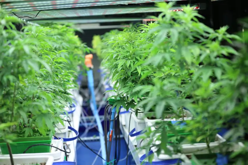 Produção de cannabis