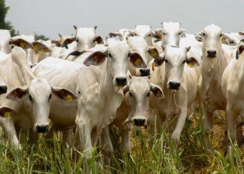 Produção de grãos em Goiás registra recordes e pecuária mantém crescimento