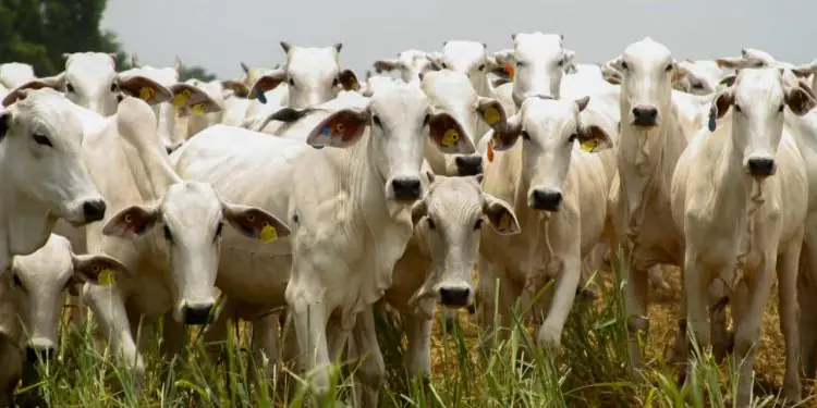 Produção de grãos em Goiás registra recordes e pecuária mantém crescimento 1 Produção de grãos em Goiás registra recordes e pecuária mantém crescimento
