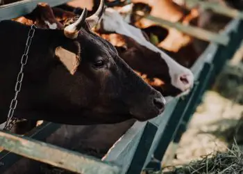 Atividade econômica do Brasil cresce 2,5% em 2025, aponta Banco Central 7 Atividade econômica do Brasil cresce 2,5% em 2025, aponta Banco Central
