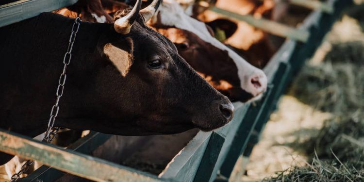 Atividade econômica do Brasil cresce 2,5% em 2025, aponta Banco Central 1 Atividade econômica do Brasil cresce 2,5% em 2025, aponta Banco Central