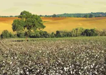 Avanço do algodão brasileiro no mercado indiano ganha força com missão comercial