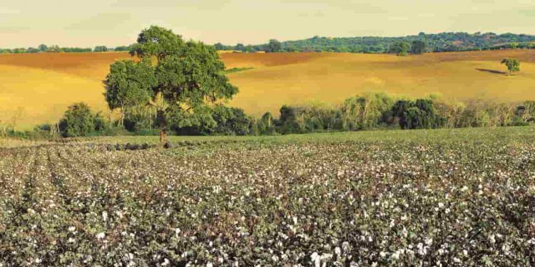 Avanço do algodão brasileiro no mercado indiano ganha força com missão comercial 1 Avanço do algodão brasileiro no mercado indiano ganha força com missão comercial
