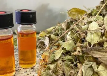 Avanços científicos ampliam potencial do alecrim-do-mato no Semiárido