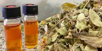 Avanços científicos ampliam potencial do alecrim-do-mato no Semiárido