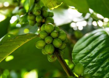 Brasil realiza primeiro envio de café verde ao Bangladesh