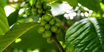 Brasil realiza primeiro envio de café verde ao Bangladesh