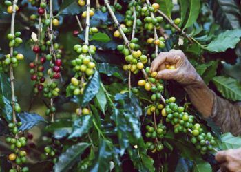 Cadeia produtiva do cafe brasileiro ganha ferramenta para certificar producao sustentavel 1