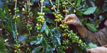 Cadeia produtiva do café brasileiro ganha ferramenta para certificar produção sustentável