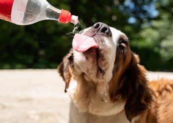 Calor intenso exige atenção redobrada com animais de estimação