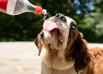 Calor intenso exige atenção redobrada com animais de estimação