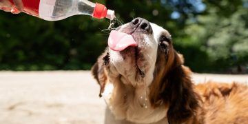 Calor intenso exige atenção redobrada com animais de estimação