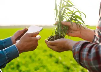 Câmara aprova garantia do FGO para ampliar crédito do Pronaf