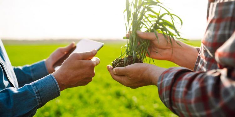 Câmara aprova garantia do FGO para ampliar crédito do Pronaf 1 Câmara aprova garantia do FGO para ampliar crédito do Pronaf