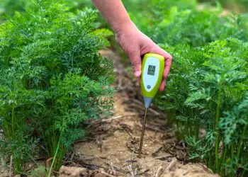 Chuvas intensas atrasam milho safrinha e elevam risco de perdas no feijão em Goiás e Minas