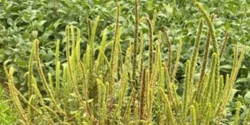 Detecção inédita de praga quarentenária presente é confirmada em São Paulo