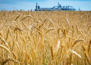 Edital da Embrapa abre venda de sementes de trigo para sistemas de sequeiro e irrigado